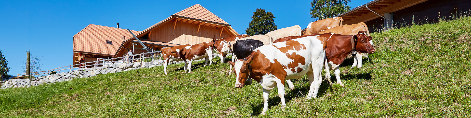 Kühe vom Alters- und Pflegeheim Hohgantblick auf der Weide, © Fotograf Hans Hadorn