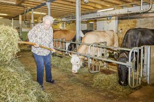 Wer mag darf im Alters- und Pflegeheim Hohgantblick mithelfen beim Kühe füttern.